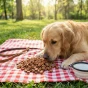 Pies leżący na kocu patrzy na kawałki przysmaku Sushi z jagnięciną Pet Secret 500 g.