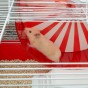Klatka dla chomika Coney Island – kompaktowa i wygodna przestrzeń dla małych gryzoni