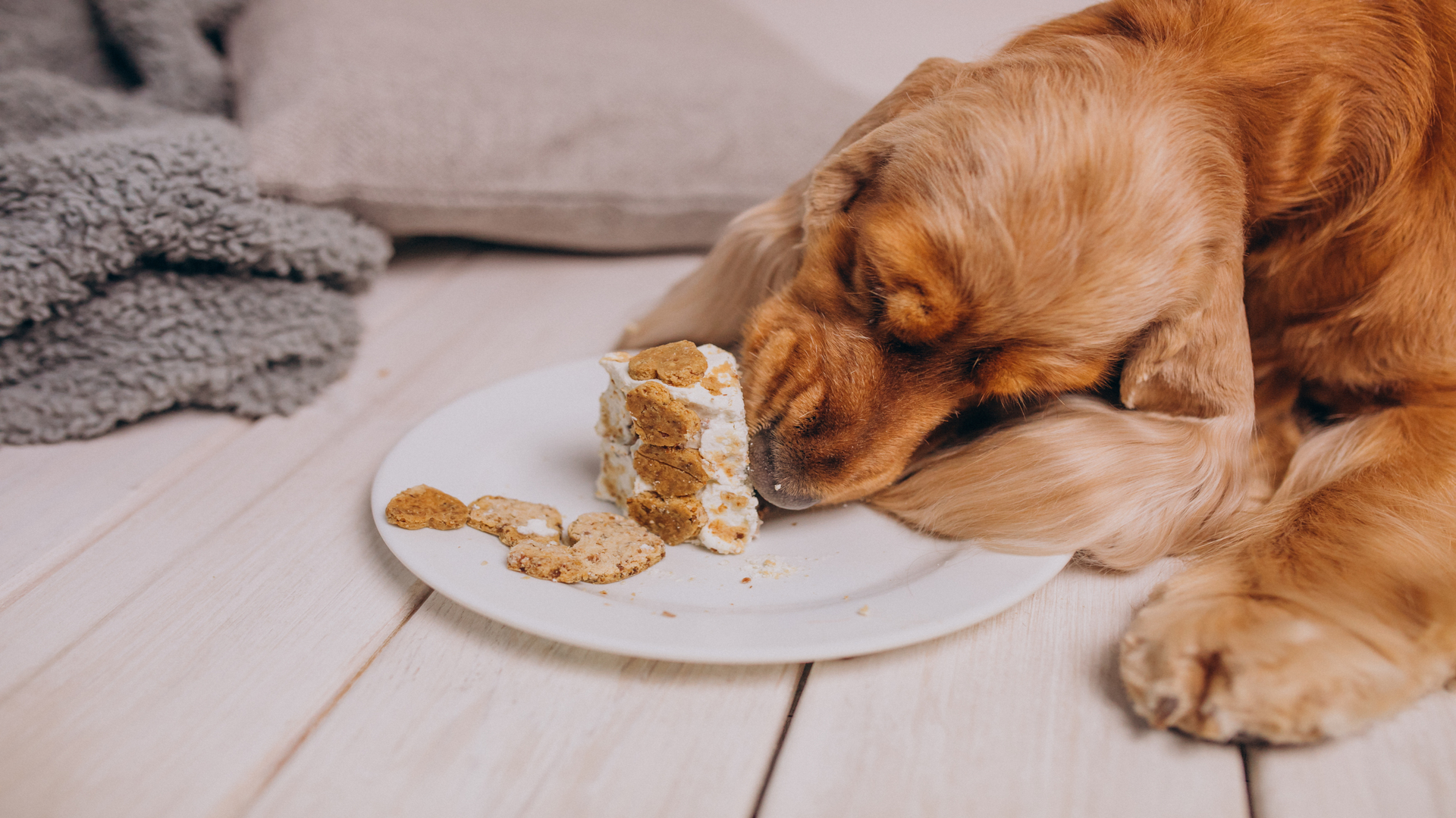 Dieta rotacyjna dla psa i kota — plusy, minusy. Czym jest dieta eliminacyjna u psa i kota?
